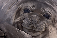 Southern Elephant Seal, Weaner, (Mirounga leonina),Godthul; South Georgia Island