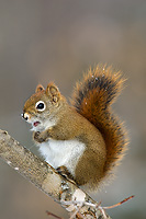 Red Squirrel, Winter