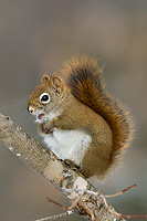 Red Squirrel, Winter