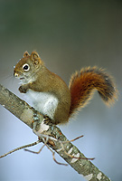 http://www.rodplanck.com/images/gallery-thumb/mammals/Rod_Planck_Red_Squirrel_Winter_Michigan_0030.jpg