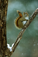 Red Squirrel, Winter