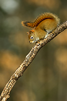 Red Squirrel, Winter