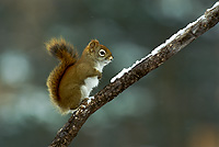 Red Squirrel, Winter