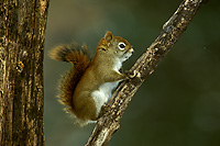 Red Squirrel, Winter