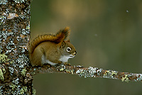 Red Squirrel, Winter