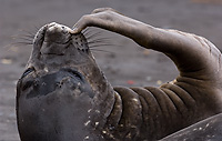 Southern Elephant Seal