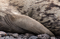 Weddell Seal on Beach, Flipper Detail (Leptonychotes weddellii), Paulet Island