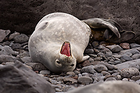 Weddell Seal on Beach (Leptonychotes weddellii), Paulet Island