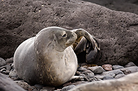 Weddell Seal on Beach (Leptonychotes weddellii), Paulet Island