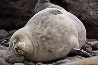 Weddell Seal on Beach (Leptonychotes weddellii), Paulet Island