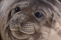 Southern Elephant Seal, Weaner, (Mirounga leonina),Godthul; South Georgia Island