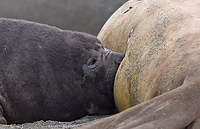 Southern Elephant Seal, Pup Nursing, (Mirounga leonina), Gold Harbour, South Georgia Island