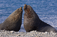 Antarctic Fur Seals, Fighting (Arctocephalus gazella), Fortuna Bay, South Georgia Island