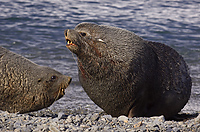 Antarctic Fur Seals, Males Fighting, (Arctocephalus gazella), Fortuna Bay, South Georgia Island