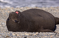 Southern Elephant Seal, Pup, (Mirounga leonina), Fortuna Bay, South Georgia Island
