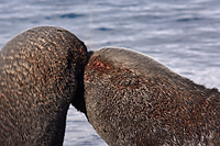 Antarctic Fur Seals, Fighting, (Arctocephalus gazella), Fortuna Bay, South Georgia Island
