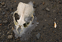 Antarctic Fur Seal Skull, (Arctocephalus gazella), Right Whale Bay, South Georgia Island