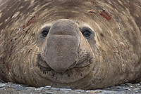 Southern Elephant Seal (Mirounga leonina), Male, Salisbury Plain, South Georgia Island