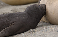 Southern Elephant Seal, Pup, Nursing, (Mirounga leonina), Salisbury Plain; South Georgia Island