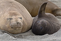 Southern Elephant Seal (Mirounga leonina), Salisbury Plain; South Georgia Island; Female with Pup