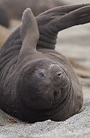 Southern Elephant Seal, Pup, (Mirounga leonina), Salisbury Plain, South Georgia Island