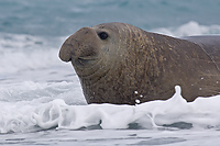 Southern Elephant Seal, Male (Mirounga leonina), Salisbury Plain, South Georgia Island