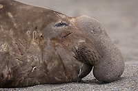 Southern Elephant Seal, Male (Mirounga leonina), Salisbury Plain, South Georgia Island