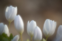 Bloodroot, Multiple Exposure, Spring, Upper Peninsula, Michigan