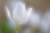 Bloodroot, Multiple Exposure, Spring, Upper Peninsula, Michigan