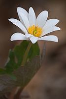 Bloodroot, Spring; Upper Peninsula; Michigan