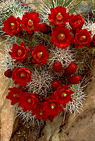 Claret Cup Cactus, Spring