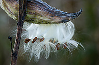 Common Milkweed Seedpod, Open, Autumn