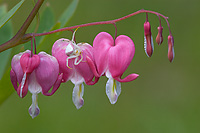 Goldenrod Crab Spider on Domestic Bleeding-hearts, Summer