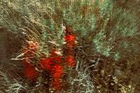 Desert Paintbrush and Sage, Multiple Exposures, Spring