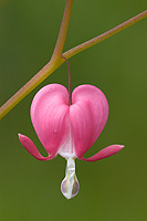 Domestic Flower, Bleeding-heart, Summer