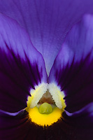 Pansy, Domestic Flower, Close-up, Summer