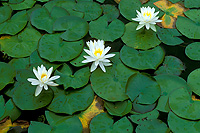 Fragrant White Water Lily, Summer