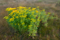 Goldenrod, Summer, Michigan, Blurred