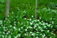 Large-flowered Trillium Field, Spring