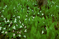 Large-flowered Trilliums and Ostrich Ferns, Spring