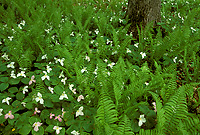 Large-flowered Trilliums and Ostrich Ferns, Spring