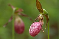 Pink Lady's-slipper Orchid, (Cypripedium acaule) Summer, Michigan, Protected
