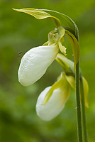 Pink Lady's-slipper Orchid, White Morph, (Cypripedium acaule), Summer, Michigan, Protected Species