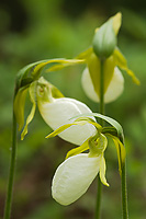 Pink Lady's-slipper Orchid, White Morph, (Cypripedium acaule), Summer, Michigan, Protected Species