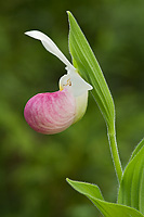 Showy Lady's-slipper Orchid (Cypripedium reginae) Summer, Upper Peninsula, Michigan, Protected Wildflower, Largest Northern Orchid