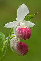 Showy Lady's-slipper Orchid, (Cypripedium reginae), Summer, Michigan, Protected