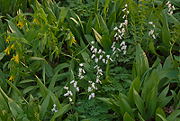 Squirrel Corn (Dicentra canadensis) and Large-flowered Bellwort (Uvularia grandiflora), Spring, Pictured Rocks National Lakeshore, Michigan