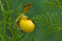 Yellow Lady's-slipper Orchid, (Cypripedium calceolus), Summer, Michigan