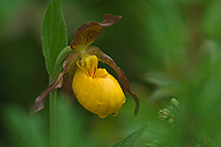 Yellow Lady's-slipper Orchid, (Cypripedium calceolus), Summer, Michigan