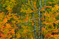 Porcupine Mountains Wilderness State Park, Michigan - Attractions